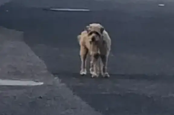 Chien trouvé craintif à Olivet, allée Lepautre - photo