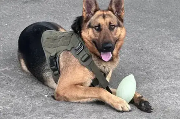 Lost German Shepherd with Olive Vest in LA