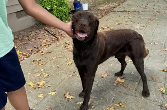 Lost Dog Found on Tucson Way, Powder Springs