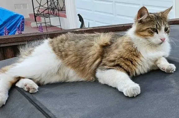 Lost Cat: Orange & White, Bushy Tail - San Mateo