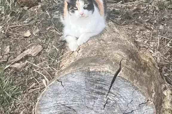 Missing Calico Cat - Grove City, 9/1/24