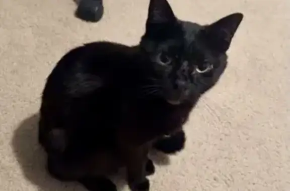 Missing Black Cat with Yellow Eyes in IL