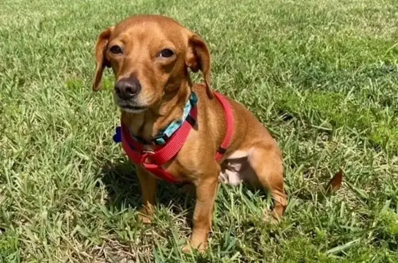 Lost Dog in Lake Mary: Help Find Guppy!