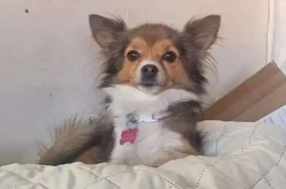 Missing Chihuahua: Candy in Doonside