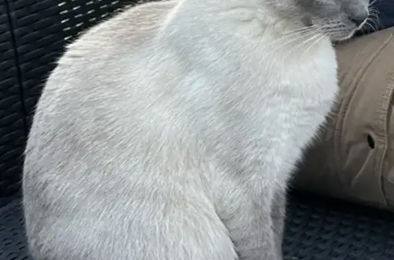 Animaux perdus , photo: Chat mâle siamois disparu à Octeville