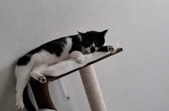 Chat Noir et Blanc Perdu à Saint-Fiel - photo