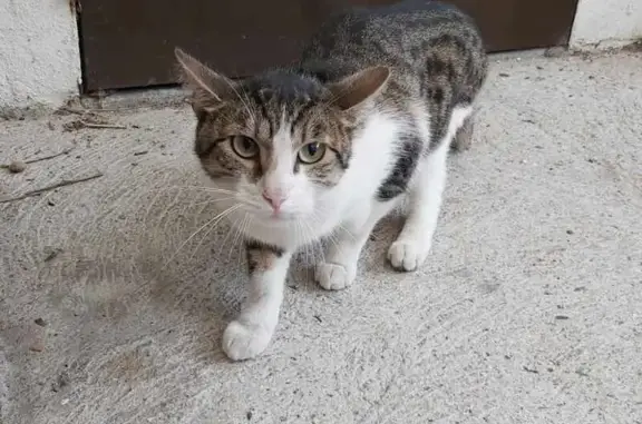 Chat tigré et blanc trouvé à Rouen - photo
