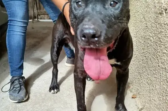 Chien staffy noir trouvé à Champigny, mairie - photo