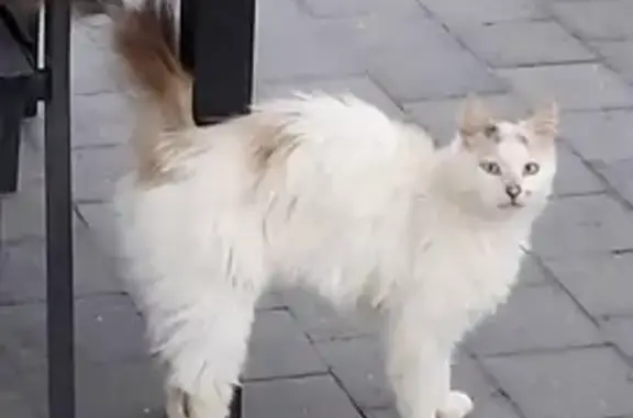 Chat trouvé à Grand-Laviers, Hauts-de-France - photo