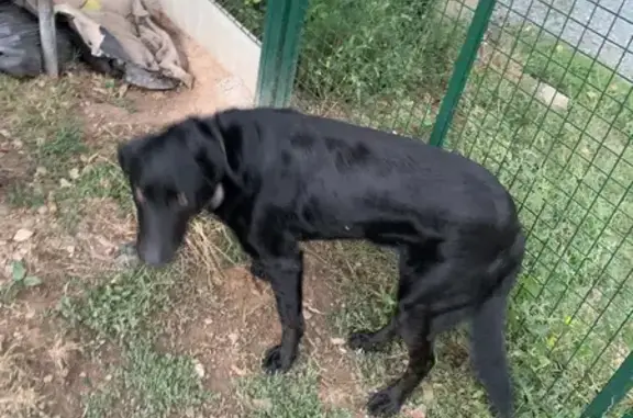 Chien trouvé , photo: Chienne croisée labrador trouvée à St-Malon-sur-Mel