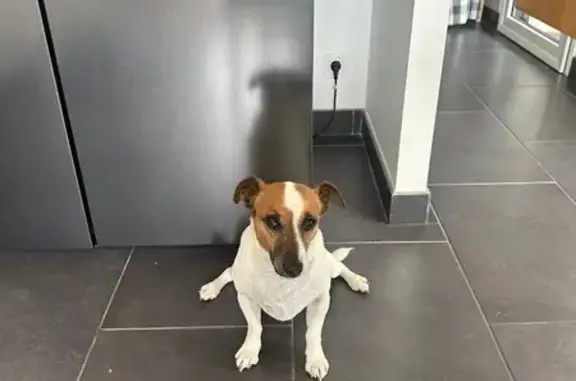 Chien perdu Dinard, photo : Chien perdu, sociable, Avenue Albert Caquot