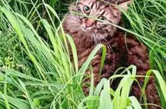 Chat mâle castré et pucé disparu - photo