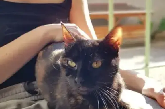 Chatte écaille de tortue perdue, Le Versoud - photo
