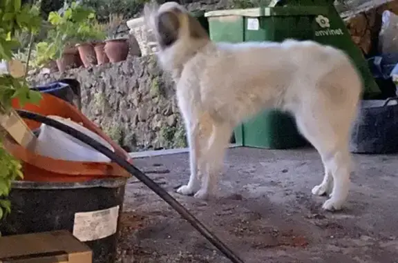 Chien peureux trouvé Allée des Oliviers, Biot - photo