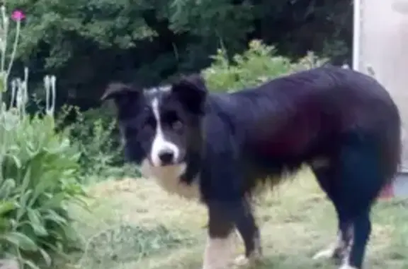 Chien trouvé à Montjay, aide recherchée - photo