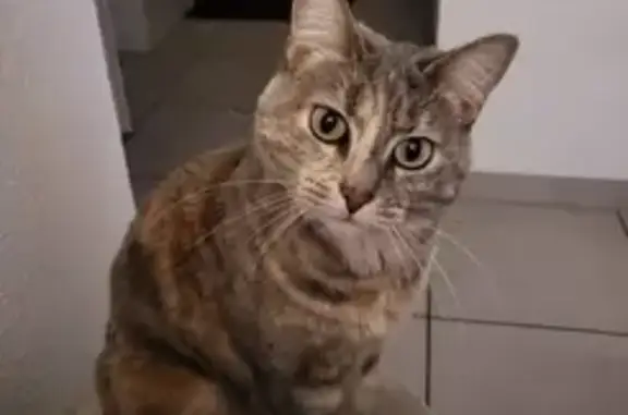 Chat perdu, Bassens, photo: Chatte écaille de tortue perdue à Bassens