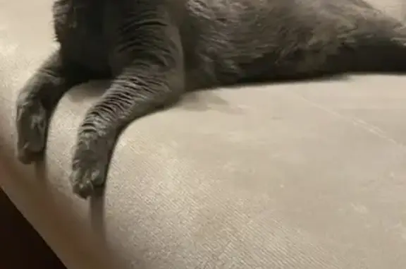 Animaux perdus Metz, photo: Chat Chartreux mâle disparu à Metz