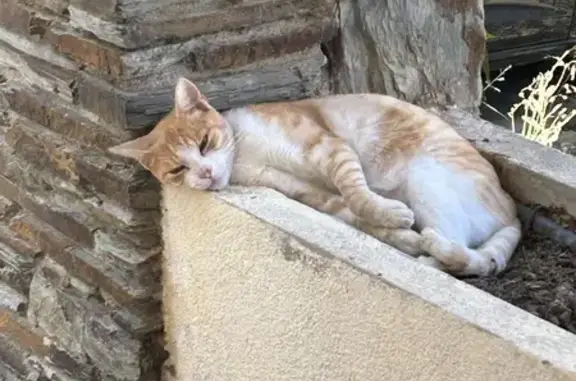 Chat trouvé , photo: Chat roux et blanc trouvé à Argelès-sur-Mer