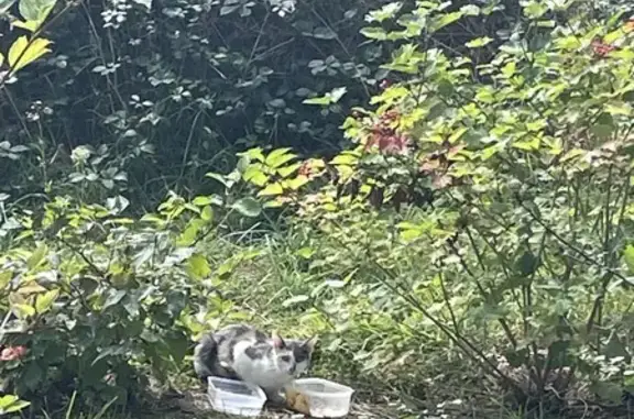 Chat trouvé , photo: Chatte et chaton multicolores trouvés à Noyal