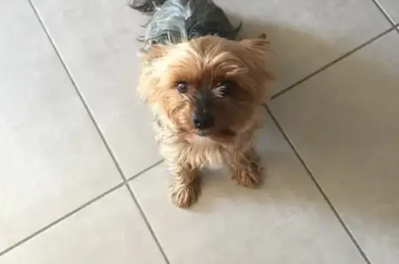 Animaux perdus Montrabé, photo: Chien perdu : York male 13 ans, étiquette rouge