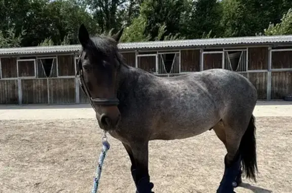 Chien perdu , photo : Poney rouan 18 ans disparu à Anderwood