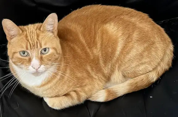 Animaux perdus Metz, photo: Chat tigré roux/blanc perdu à Metz
