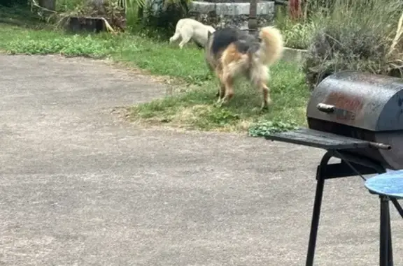 Deux chiens trouvés à Favars, Impasse des Puys - photo