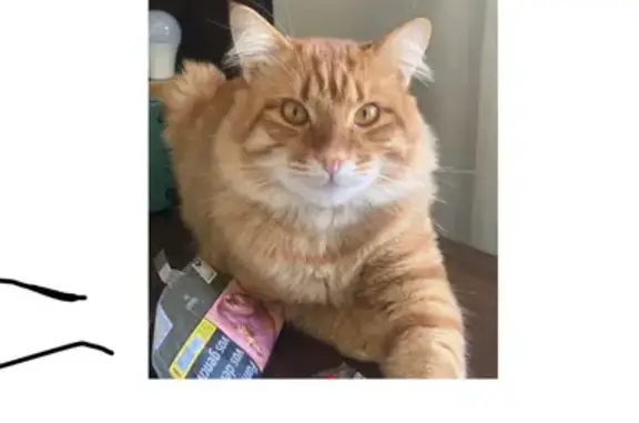 Chat perdu, La Canourgue, photo: Chat roux perdu Rue Callongue, La Canourgue