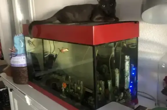 Animaux perdus Bourg-de-Péage, photo: Chat gris perdu le 9 août à Bourg-de-Péage