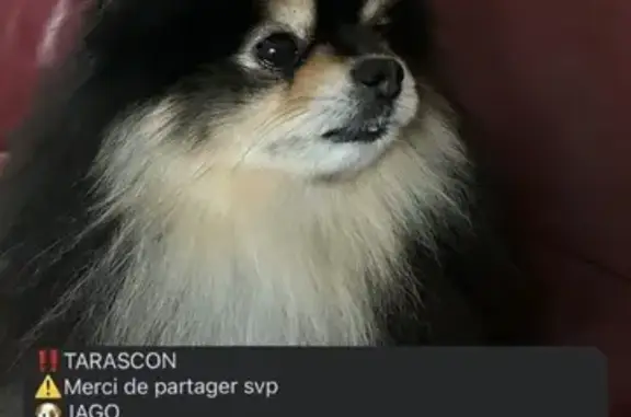 Spitz Noir et Feu Disparu à Tarascon - photo