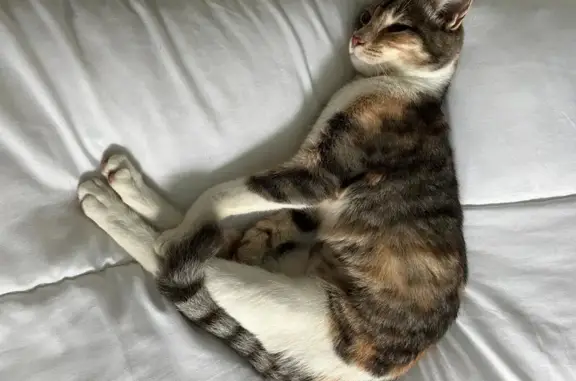 Animaux perdus , photo: Chatte tigrée Billie perdue à Quinçay