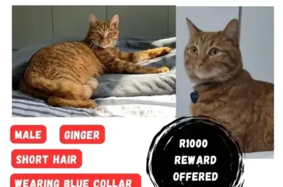 Lost Orange Cat Simba - Blue Collar, Sandton