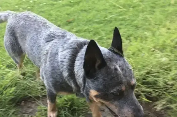 Lost Blue Heeler on Warburton Hwy