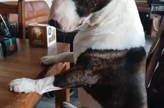Chien perdu Mauron, photo : Bull terrier bringé perdu à Mauron