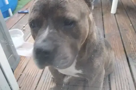 Chien Bully Brungé Trouvé à Carignan-de-Bordeaux - photo