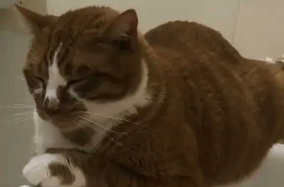 Animaux perdus Toulouse, photo: Chat roux perdu cette nuit à Croix Daurade