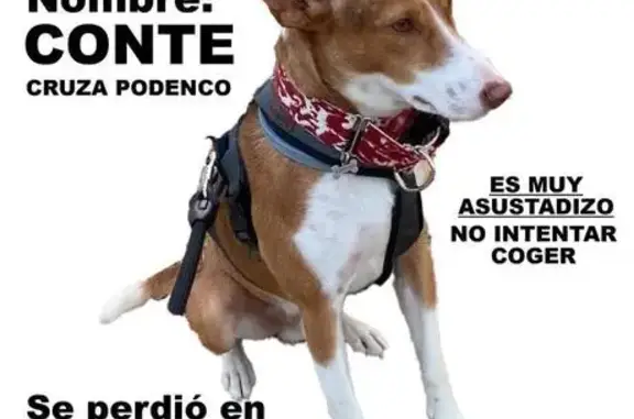 ¡Perro Perdido! Podenco Marrón en Guadiaro