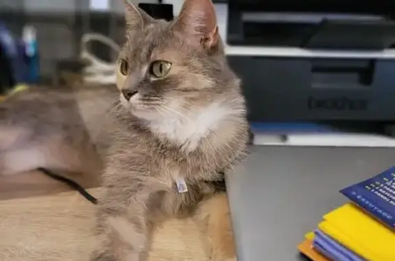 Chat perdu, Tourves, photo: Chatte disparue, 8 ans, grise/beige/noire