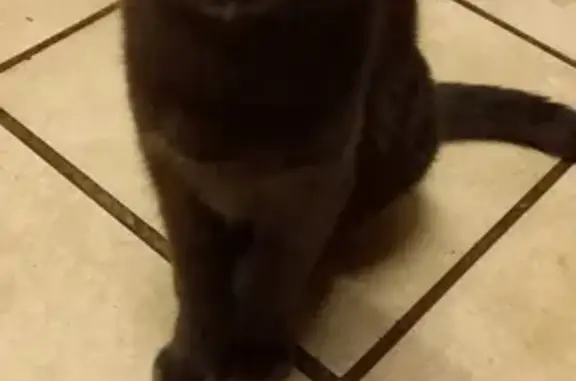 Lost Dark Grey Male Cat - Temba, Gauteng