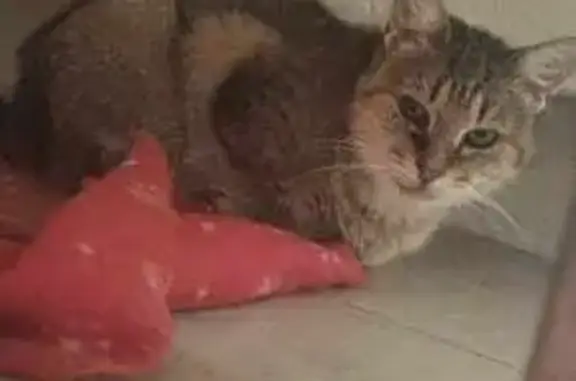 Animaux perdus Marange-Silvange, photo: Chat perdu : Lucie, patte arrière abîmée