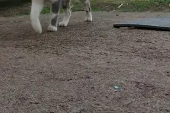 Missing Female Cat: White, Grey & Brown - Temba
