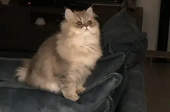 Chat perdu, Monteux, photo: Chatte persane sable disparue à Paris