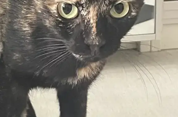 Lost Tortoiseshell Cat on Cambridge Ave