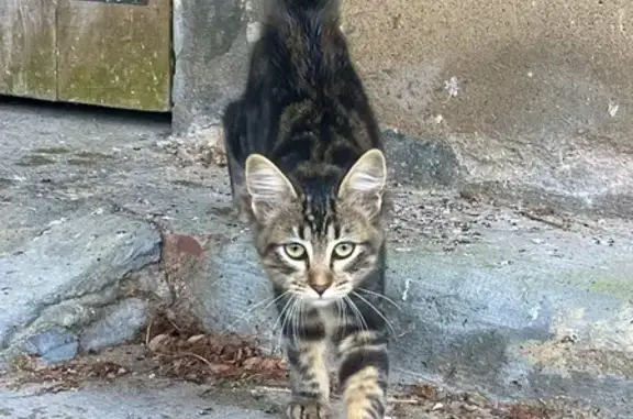Chat trouvé près des écuries à Saint-Jean-de-Marsacq - photo