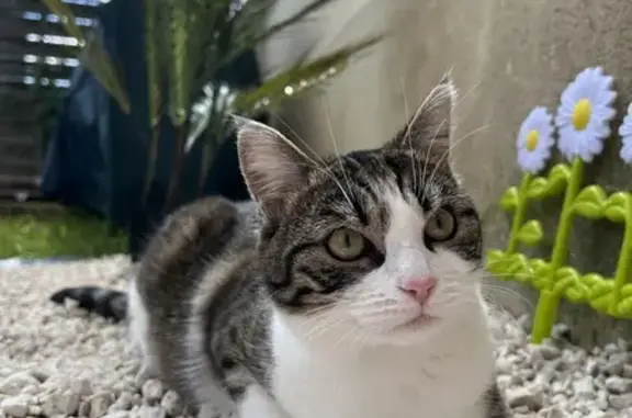 Chat mâle castré disparu à Crouy - photo