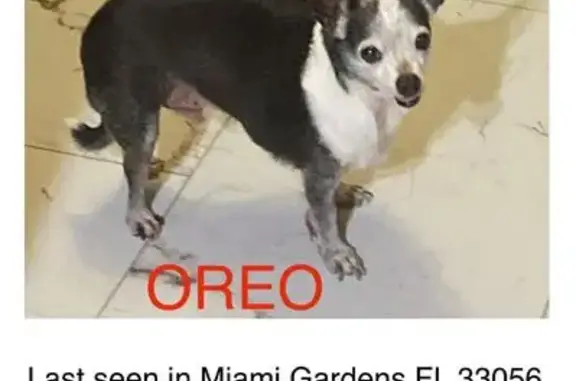 Missing: Black & White Chihuahua, 14 Yrs, Miami