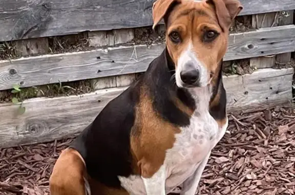 Lost Beagle Mix: Tennyson St, San Diego