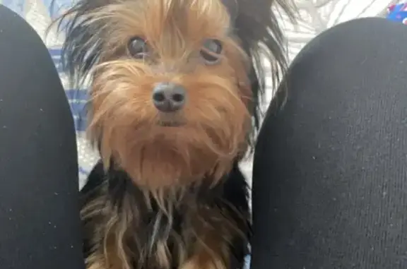 Lost Yorkie: 3 lbs, Black/Brown - Cypress, TX