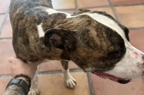 Chien perdu , photo : Chien disparu à Salses-le-Château : TYLER