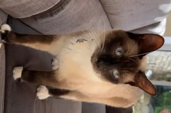Chat perdu, Coulonges-sur-l'Autize, photo: Chat siamois perdu, collier bleu, Coulonges